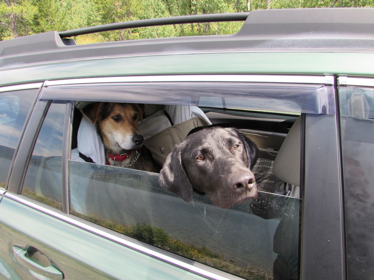 pet hair removal car