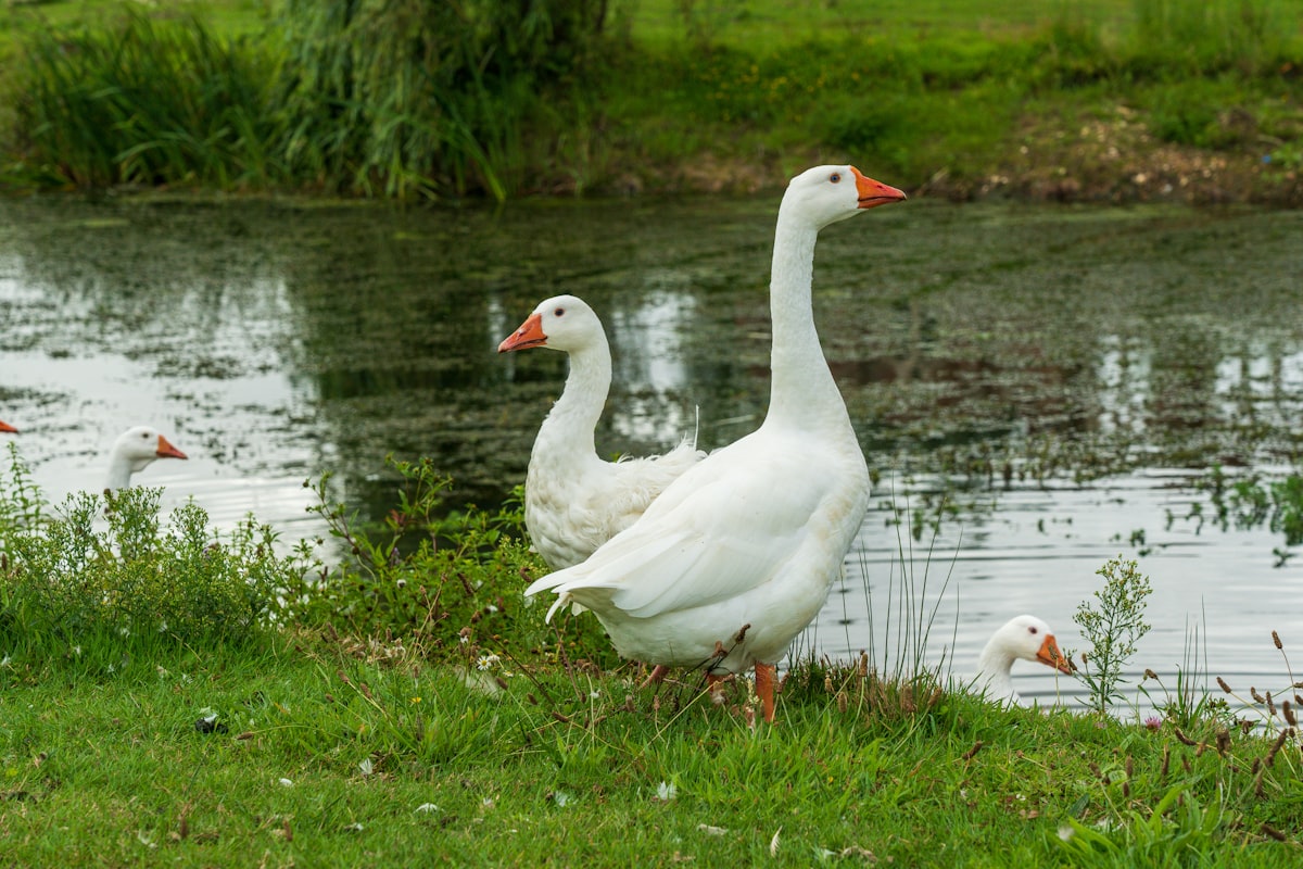 bird droppings on cars in redwood shores