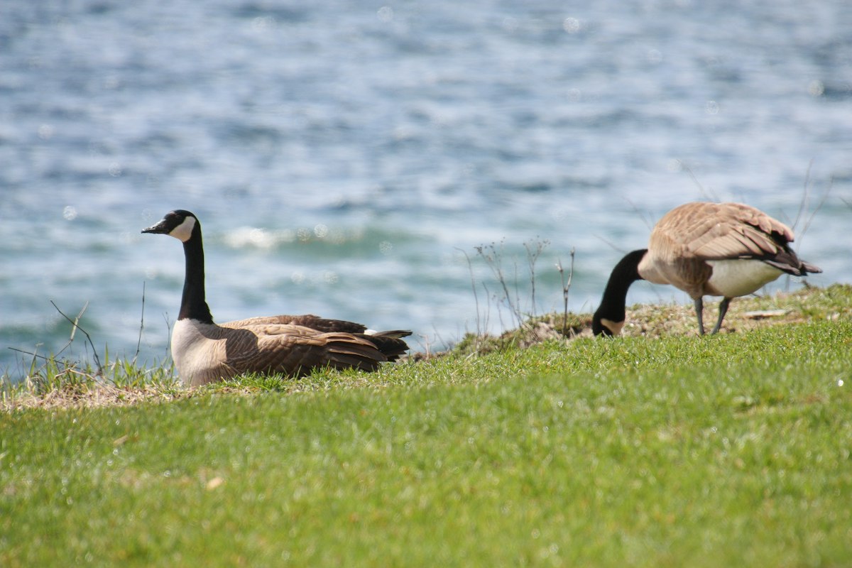 shoreline park geese bird droppings mountain view